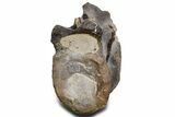 Cut/Polished Theropod Dinosaur (Allosaurus) Vertebra - Utah #360976-6